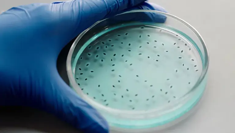 Open Petri dish with spots on the culture being held in surgical purple gloved left-hand
